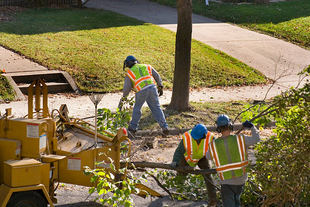 Best Emergency Storm Tree Removal  in Tobaccoville, NC